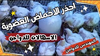 ⚡عمر 19 يوم👍دخول مرحلة الخطر👌علاج جميع انواع الاسهالات 💯الادوية 🐓التهوية #poultry#chicken