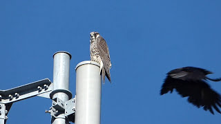 【野田市の野鳥】ハヤブサ Peregrine Falcon  幼鳥が止まっていました。　（Ｈ28.1.9）