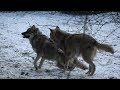 Young wolves playing around (Canis lupus)