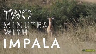 Two minutes on: Impala