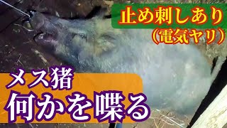 何かを喋る雌イノシシ　くくり罠で捕獲！【電気ヤリ止め刺し】