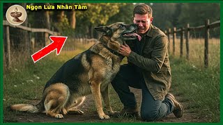 Con Chó Chăn Cừu Đức Mất Tích Đoàn Tụ Với Chủ Sau 10 Năm– Phản Ứng Của Họ Sẽ Khiến Bạn Rơi Nước Mắt!