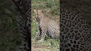 young leopard playing #wildanimals #shorts