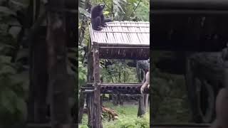 Wild Hoolock Gibbons..