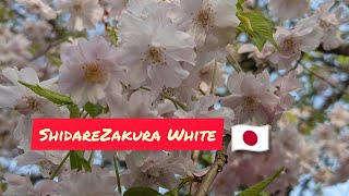 Short || ShidareZakura||Weeping cherry blossom||Japan