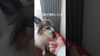 あご乗せさせたら激おこな犬 #激おこ #パピヨン #犬の遊び