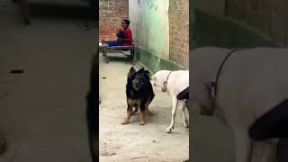 German shepherd attacked bakra 💯💯💯🔥🔥🐕🐕🐕 #trendingvideo #trending #youtubeshorts #germansheph