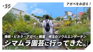 【VLOG】ヤバい塊根が集まる埼玉のソウルエンゲーテン「シマムラ園芸」訪問！アガベ小苗もお迎えしました。【埼玉県】