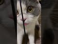 よく見るとずっと舌が出ちゃってる猫　 子猫 猫のいる暮らし ブリティッシュショートヘア cat