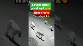 #kurt#aslan#kangal#keşfet#köpekler#keşfetteyiz#