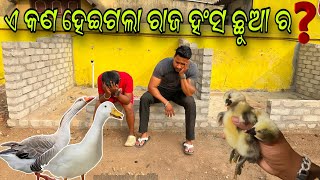 ଏ କଣ ହେଇଗଲା ଆମ ରାଜହଂସ ଛୁଆର ?? || Mini Zoo Odisha || Animal lover || Pet lover || Pet vlog ||