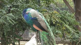 インドクジャク (王子動物園) 2019年1月10日