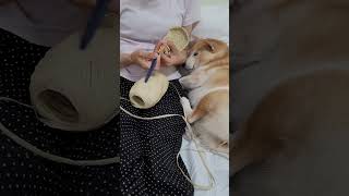 陪姊姊一起鉤拉菲紙草包包的柴犬妹😆😆，手作療癒的力量😍 #cutedog #shibainu #柴犬 #dog #cute #編織 #拉菲紙草包