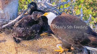 #339🦅Captiva Eagle Nest／Clive💗Connie／Dasher \u0026 Dancer ／Window To Wildlife／Captiva Eagle Cam