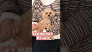 初心LOVE ／ なにわ男子 犬が踊ってみた #みんなで初心LOVE #shorts