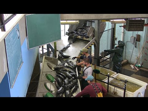How do salmon fertilize their eggs?
