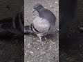 人になつく鳩‼️＼ ^_^ ／