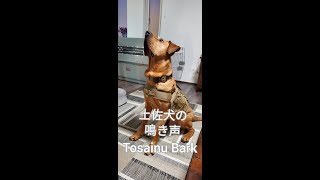 土佐犬（土佐ピット）の鳴き声☆Barking Tosa-inu, Tosa-pit