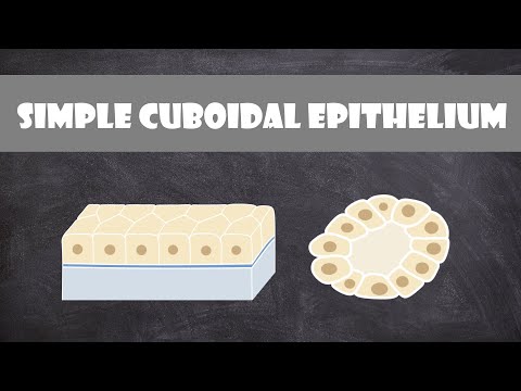 Where do we find cuboidal epithelium?