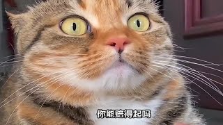 猫猫：我当时害怕极了