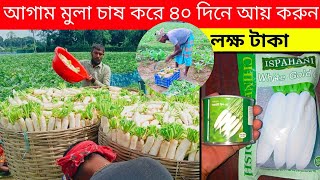 আগাম মুলা চাষে ৪০ দিনে আয় করুন লক্ষ টাকা || মুলার বীজ বিক্রি করা হয় 01951418681মুলা চাষ পদ্ধতি 2024