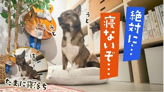 お気に入りの布を片付けられて、しかたなくクッションで寝るのを我慢する犬、チャーリー