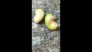 Green cashew nut drink(അടി പൊളി പച്ച കശുവണ്ടി drink തയ്യാറാക്കാം)