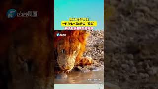 獅子在河邊喝水，一只烏龜一直在旁邊“搗亂”獅子禮貌要求鳥龜離開 #shorts