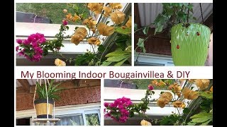 My Indoor  Blooming Bougainvillea l DIY Cute Planter/hanging Plant Holder l আমার বাগান l