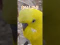 【インコのつぼみ】優しく起こすよ インコ おしゃべりインコ セキセイインコ つぼうみちゃんねる かわいい動物 癒し インコおもしろ budgie budgerigar bird