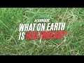 How To Fix Red Thread Disease On Your Lawn