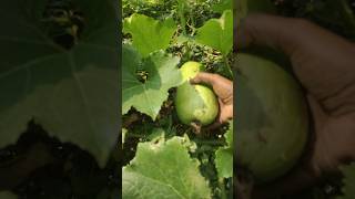 ନିଜ ବାଡ଼ି ପରିବା ତୋଳିବା ର ଯୋଉ ମଜା || Organic vegetable farming || Alekha sahoo farming || rural Life