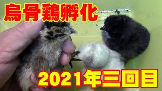 烏骨鶏の孵化 2021年三回目の結果は・・・