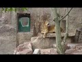 2011年6月4日　円山動物園　ライオン