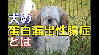 【愛犬のための知識】犬の蛋白漏出性腸症とは【犬を知る】