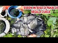 ESSEN JITU & AMPUH UNTUK MANCING NILA || UMPAN JITU