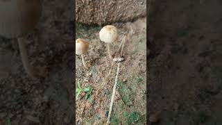 ប្រភេទផ្សឹតពុល, Kind of poison mushroom #shortvideo #video #shorts #life #travel #fruit #mushroom