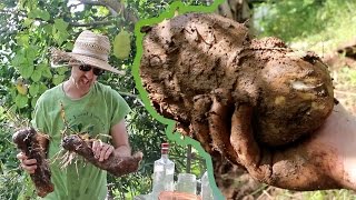 My Favorite Survival Gardening Calorie Crop: The Yam Harvest!