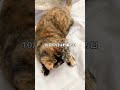 2024年10月17日の天気予報［10月16日12時 気象庁発表より］ cat tortoiseshellcat 猫 サビ猫キャスター サビ猫キャスターズ