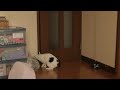 ドアを開ける猫 cat open the door.