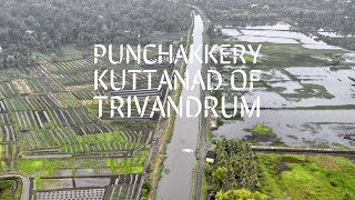 Punchakkari Kuttanad of Trivandrum 4K | Kerala | Backwaters #punchakkari #vellayani #kerala