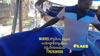 #murrel # కొరమేను పిల్లలు బయో ఫ్లాక్ ట్యాంకులు సప్లై చేయబడును గొల్లపల్లి నూజివీడు 7702924508