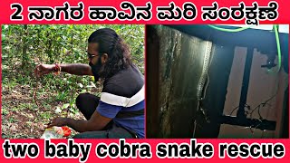 rescue 2 baby Indian spectacle cobra ಎರಡು ನಾಗರ ಹಾವಿನ ಮರಿ ಸಂರಕ್ಷಣೆ #74