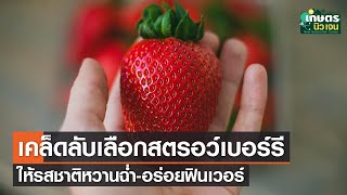 เคล็ดลับง่ายๆ เลือกสตรอว์เบอร์รีให้หวานฉ่ำ-อร่อยฟิน | เกษตรนิวเจน