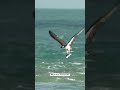 insane osprey crashes into the water head on and pulls a huge fish from the waves. birds nature