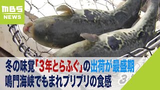 冬の味覚「３年とらふぐ」の出荷が最盛期　鳴門海峡でもまれ食感はプリプリに　淡路島（2023年12月16日）