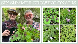 Six summer growing Oxalis species!