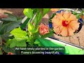 terrace garden january session 2020 11th week update. march month garden tour with english subtitle