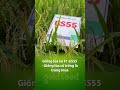 giống lúa lai f1 gs55 cứ trồng là trúng mùa farming goldseed gionglua