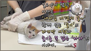 어미를 찾아 용기내어 온 어미를 꼭 닮은 아가 고양이 _ (휘와 솔..그리고 라라의 운명적인 만남 1편)과 함께 늘이도 길에서의 마지막 인사를 드립니다.